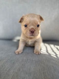 French Bulldog Puppies media 9