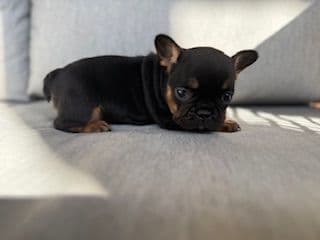 French Bulldog Puppies media 7
