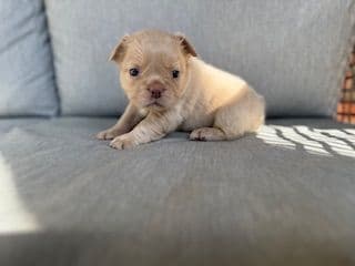 French Bulldog Puppies media 8