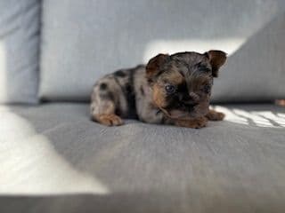 French Bulldog Puppies media 13