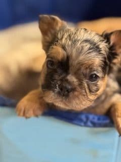 French Bulldog Puppies media 6