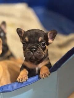 French Bulldog Puppies media 5