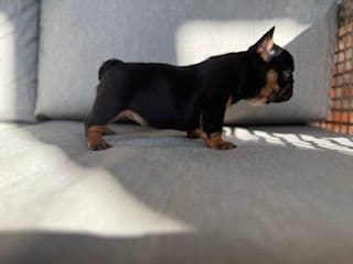 French Bulldog Puppies media 11