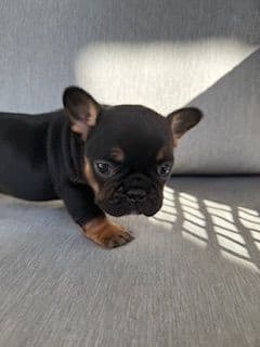 French Bulldog Puppies media 14