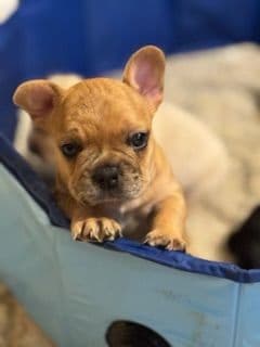 French Bulldog Puppies media 10