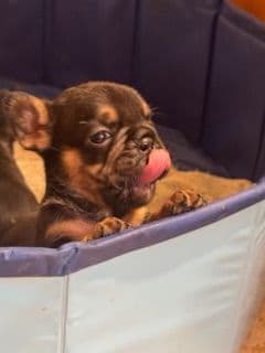 French Bulldog Puppies media 12