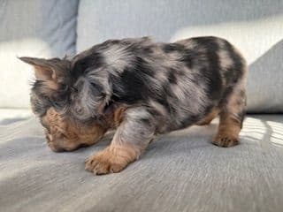 French Bulldog Puppies media 15
