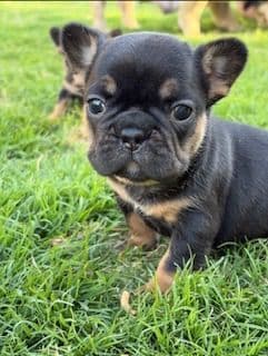 French Bulldog Puppies media 18