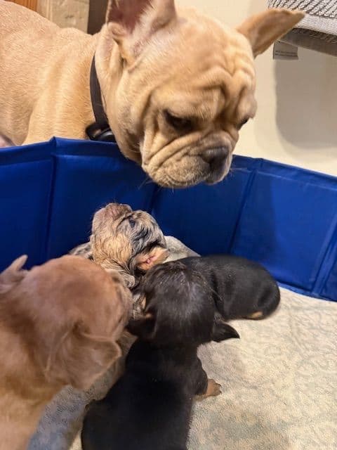 French Bulldog Puppies media 19