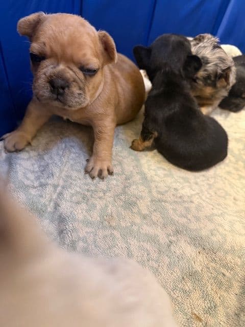 French Bulldog Puppies media 21