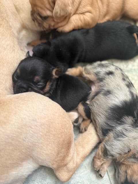 French Bulldog Puppies media 22