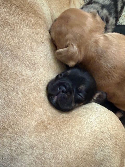 French Bulldog Puppies media 24