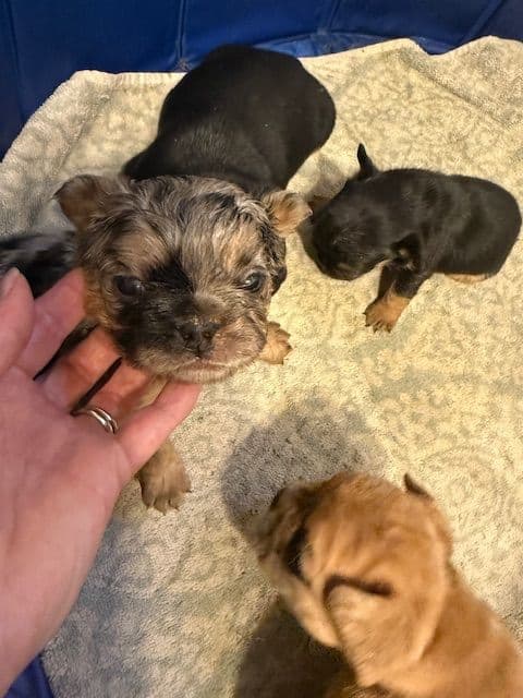 French Bulldog Puppies media 23