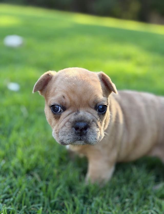 French Bulldog Puppies media 26
