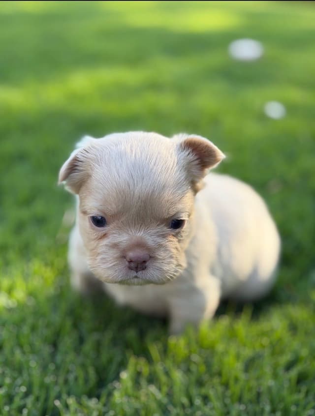 French Bulldog Puppies media 27