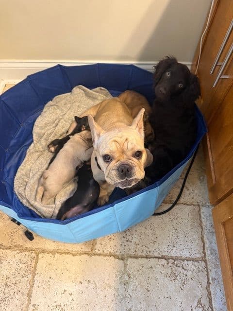 French Bulldog Puppies media 25