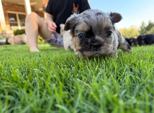 French Bulldog Puppies media 28
