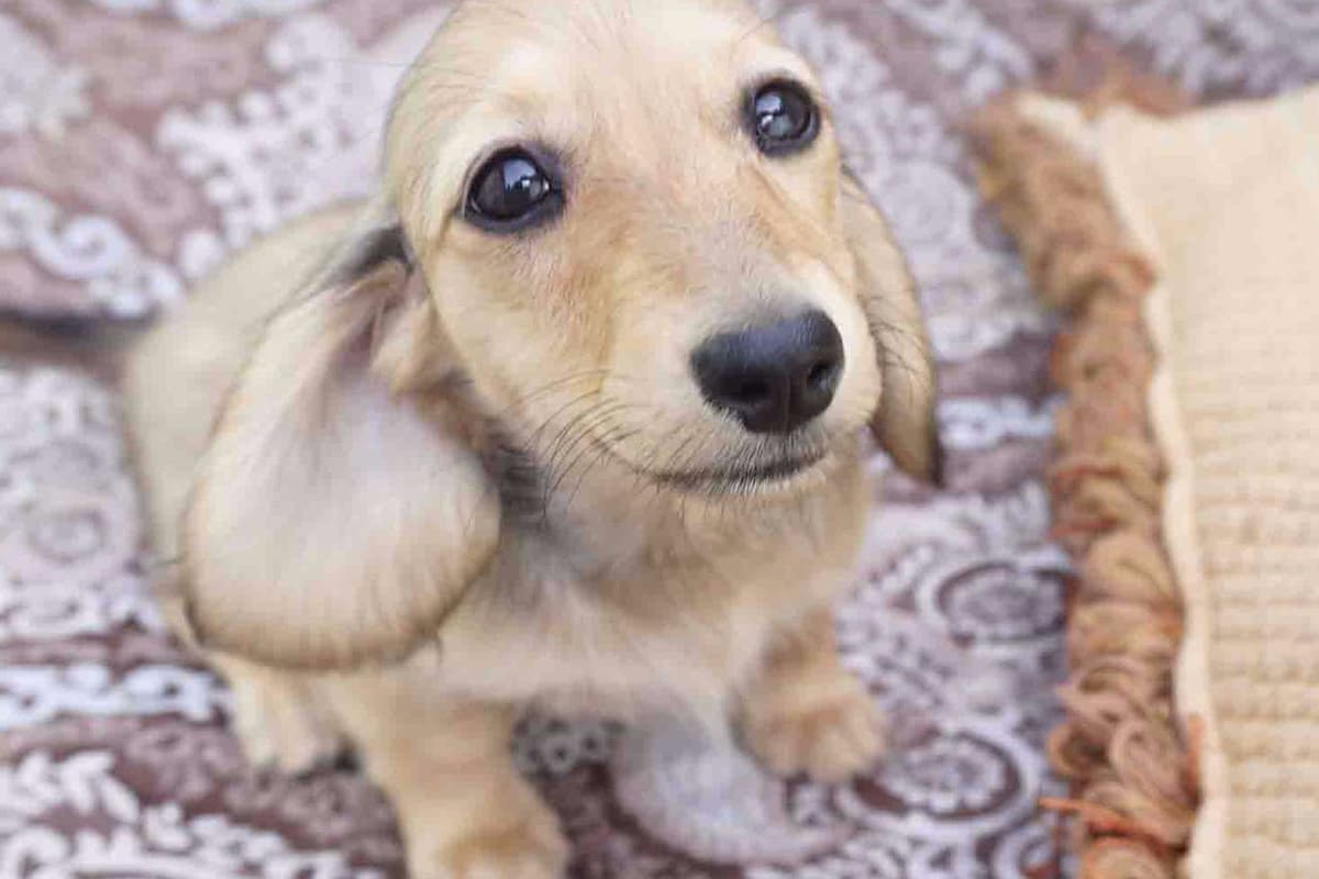 Dachshund Puppies breeder image 21