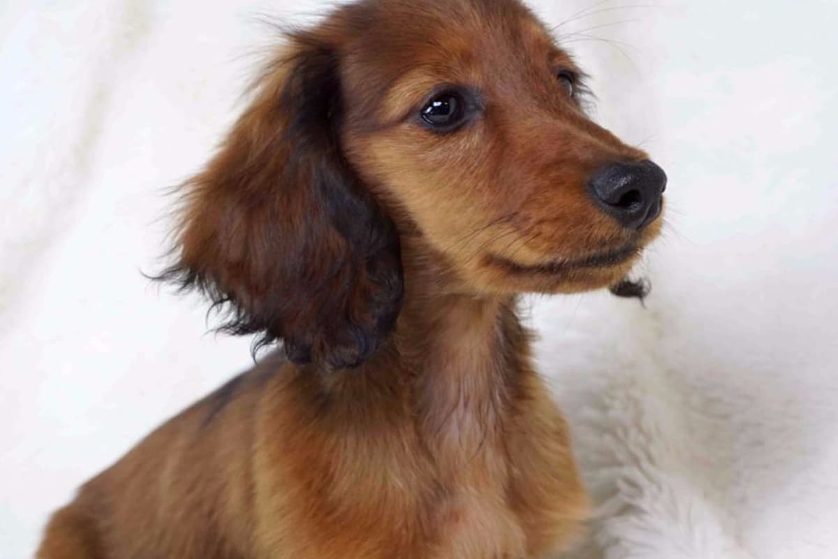 Dachshund Puppies breeder image 19
