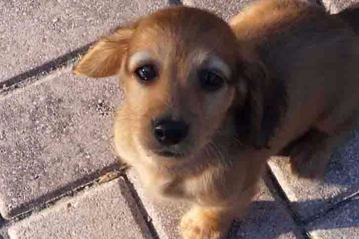 Dachshund Puppies breeder image 18