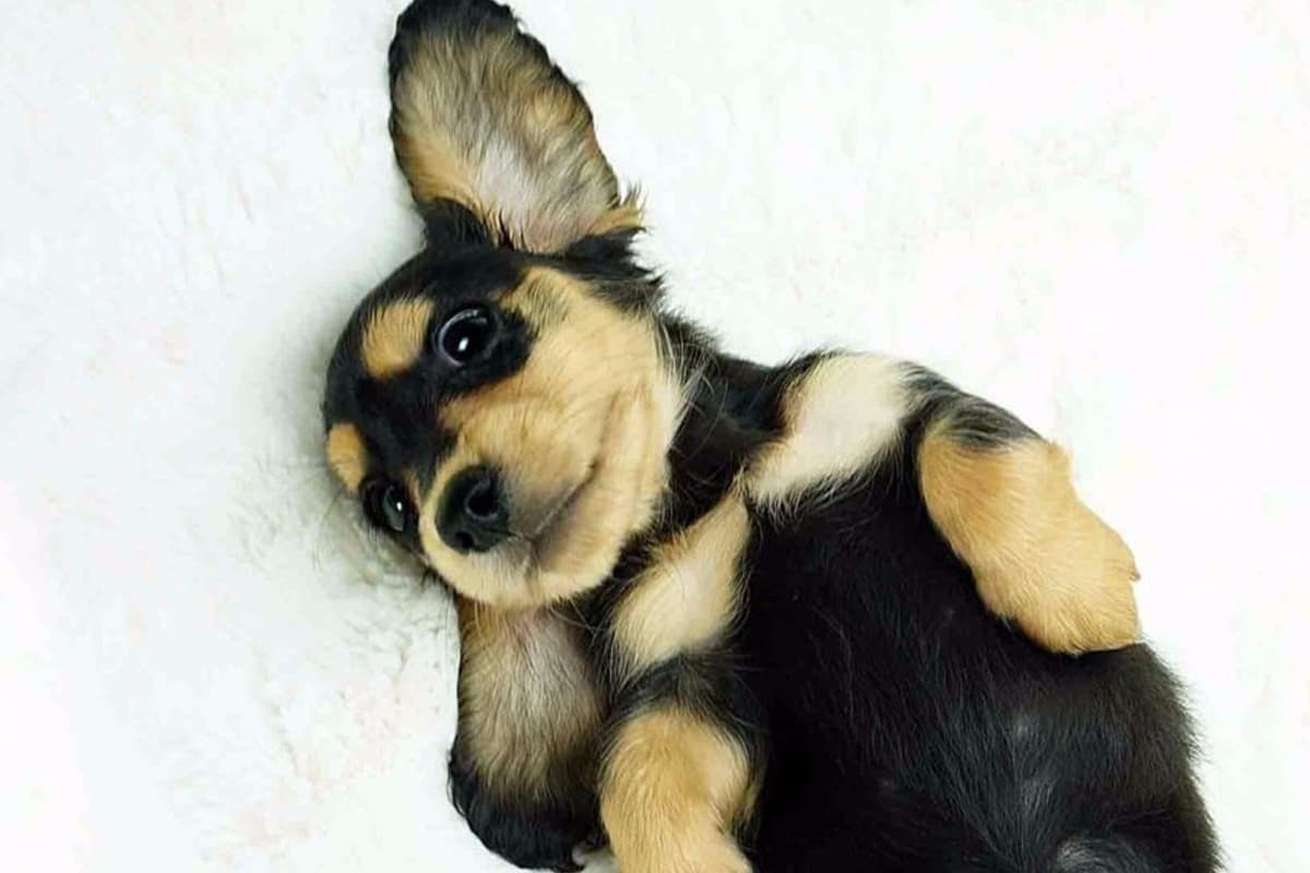 Dachshund Puppies breeder image 17