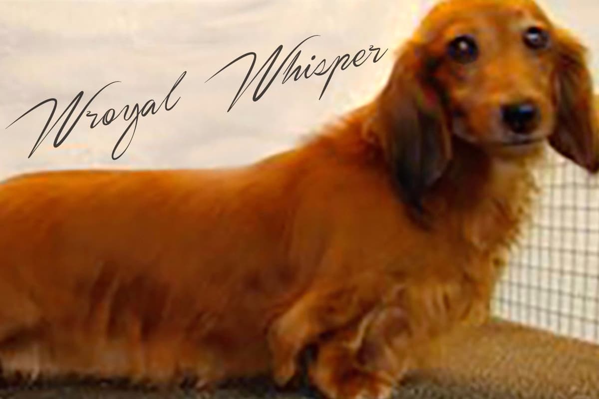Dachshund Puppies breeder image 16