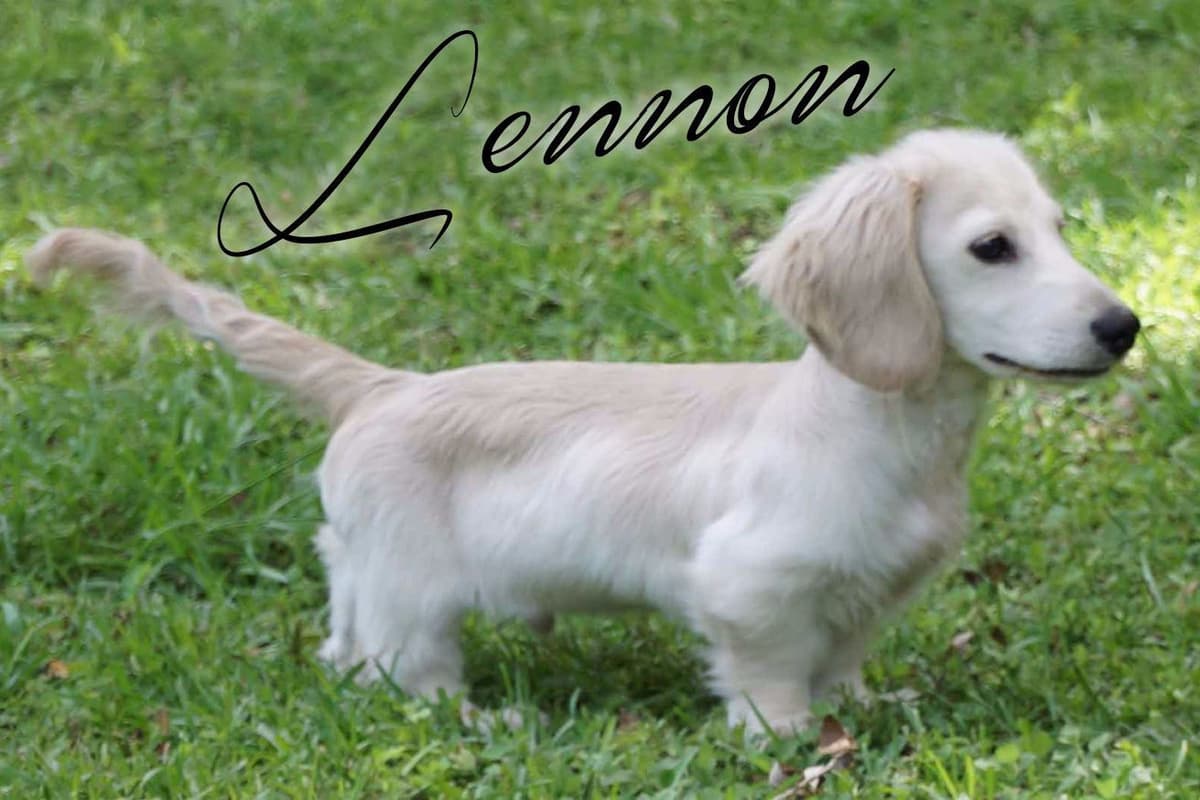 Dachshund Puppies breeder image 14