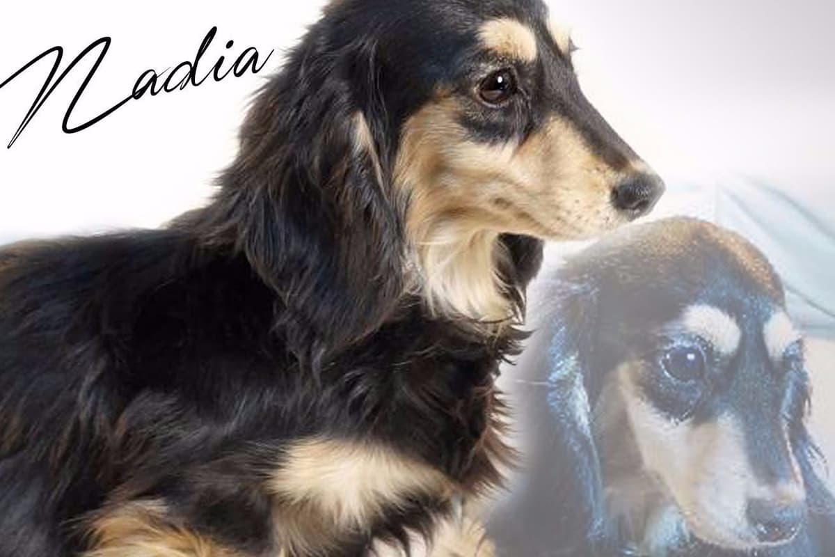 Dachshund Puppies breeder image 13