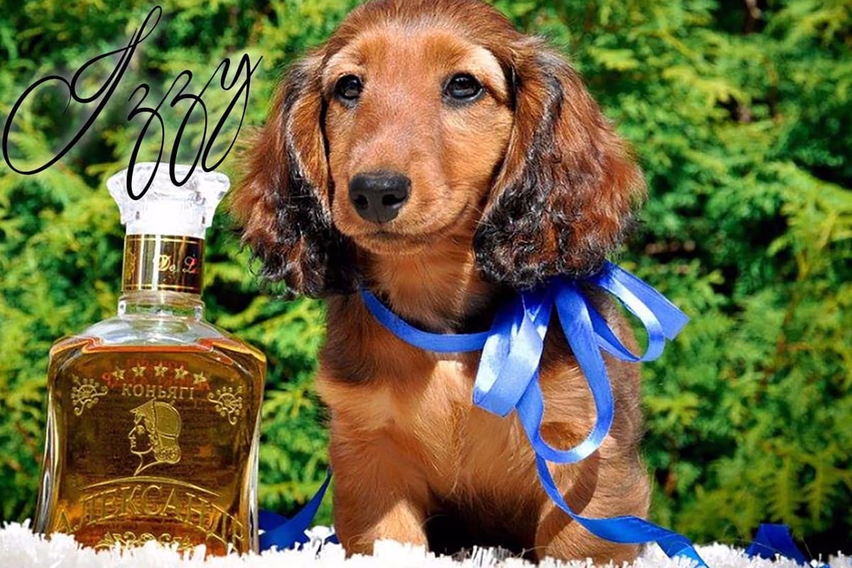 Dachshund Puppies breeder image 10
