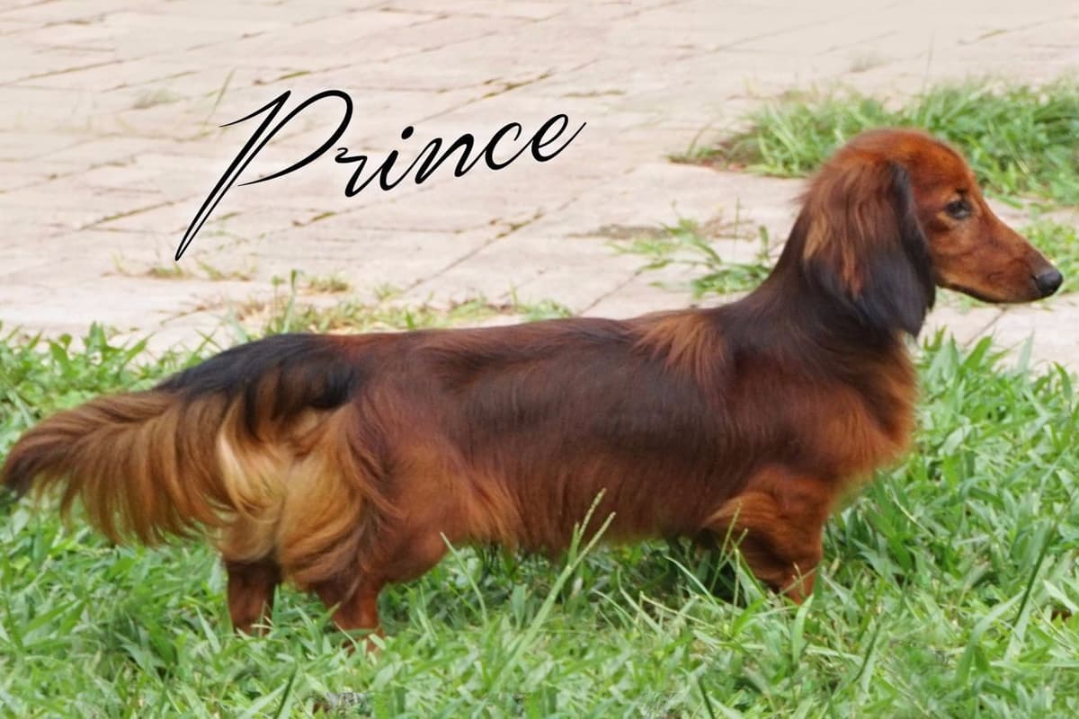 Dachshund Puppies breeder image 9