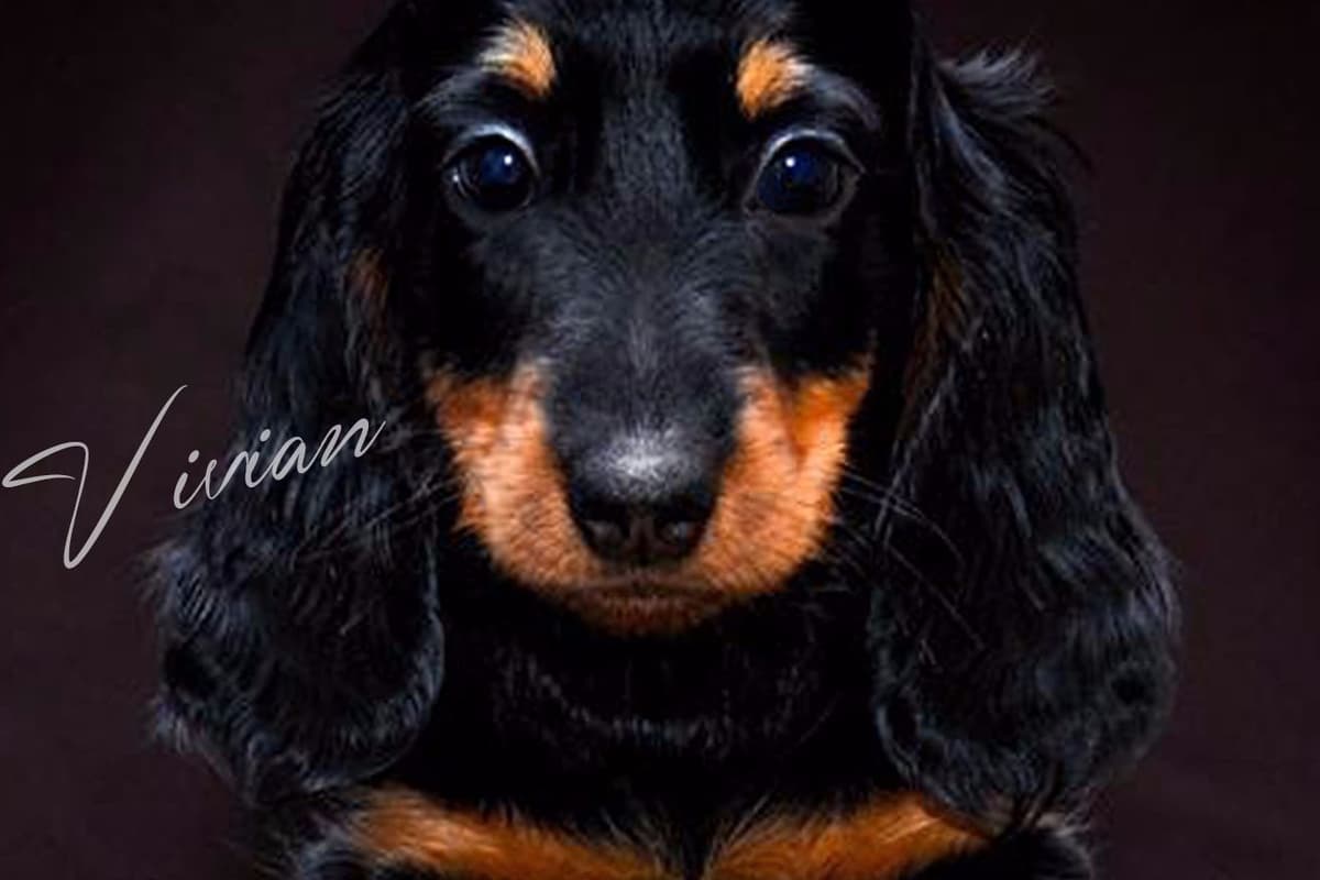 Dachshund Puppies breeder image 8
