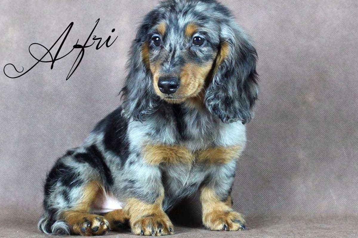 Dachshund Puppies breeder image 7