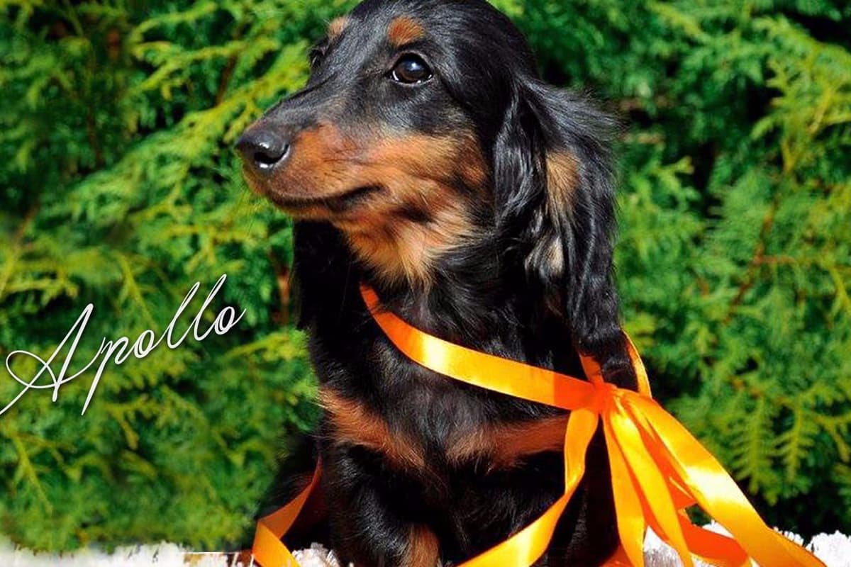 Dachshund Puppies breeder image 6