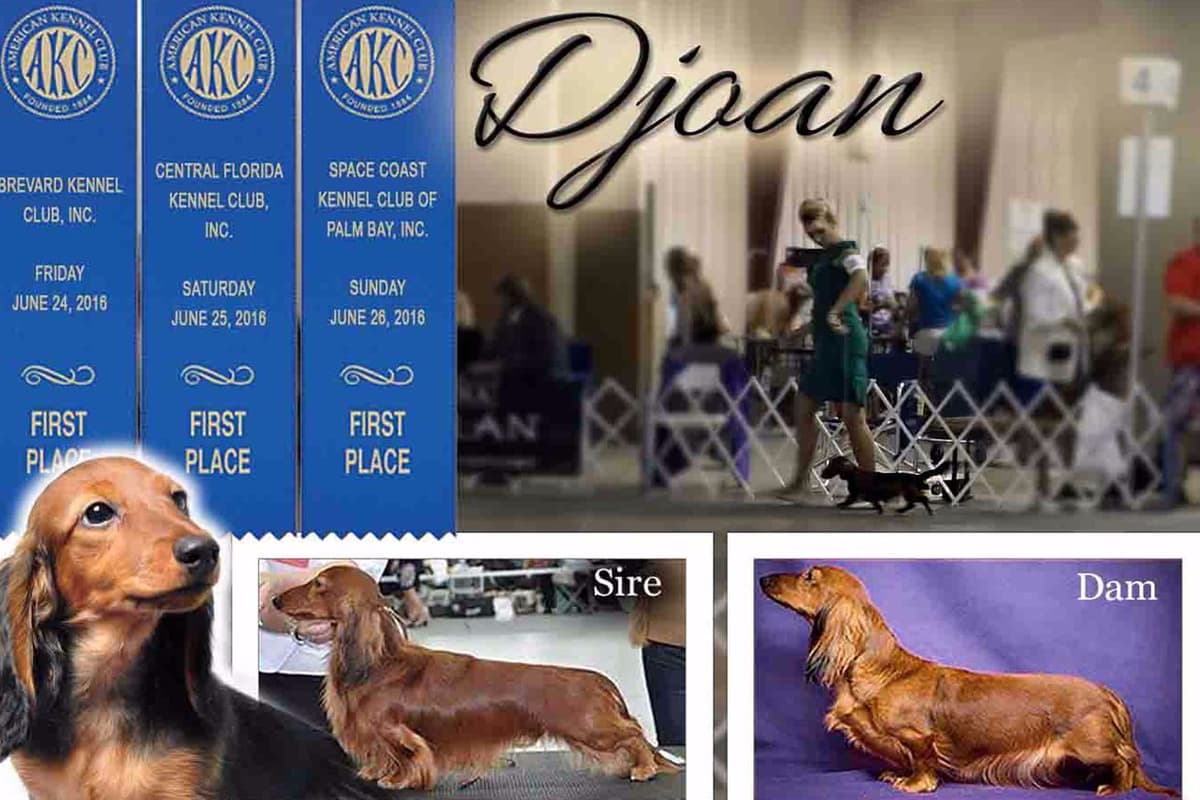 Dachshund Puppies breeder image 3