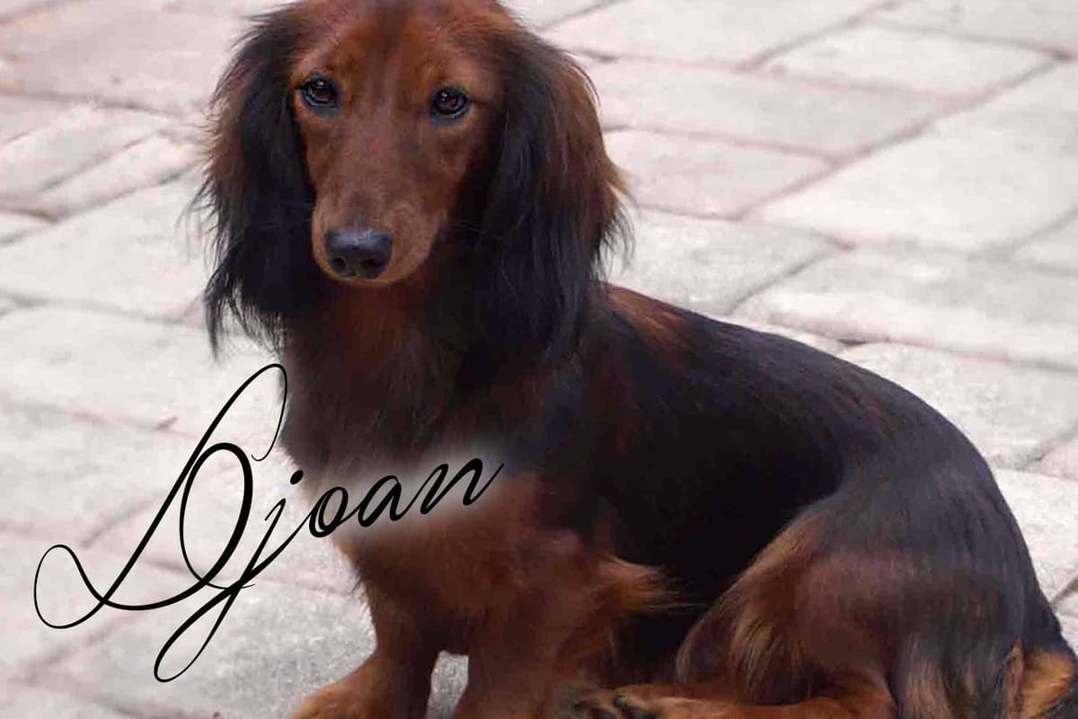 Dachshund Puppies breeder image 2