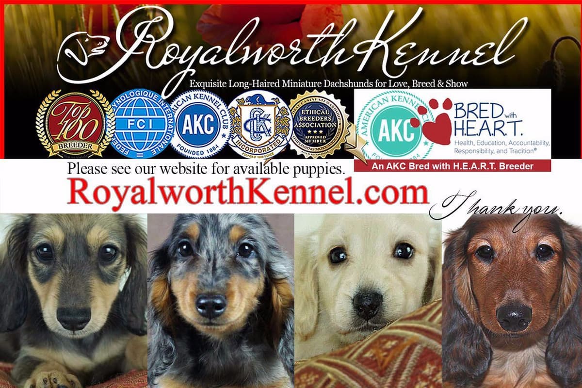 Dachshund Puppies breeder image 1