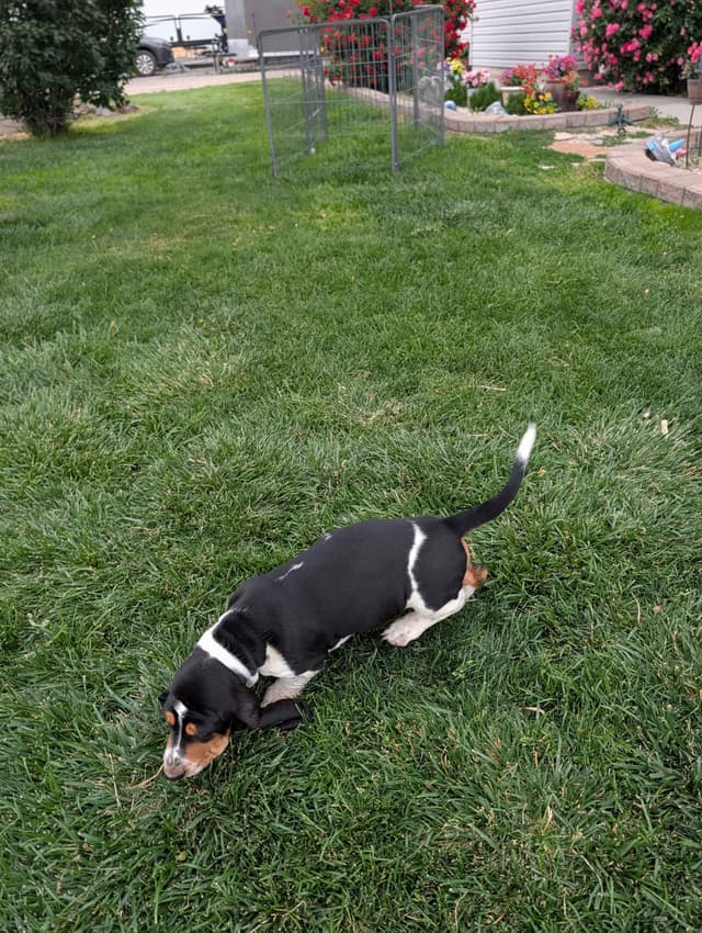Basset Hound Puppies media 2