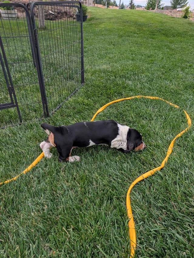 Basset Hound Puppies media 3