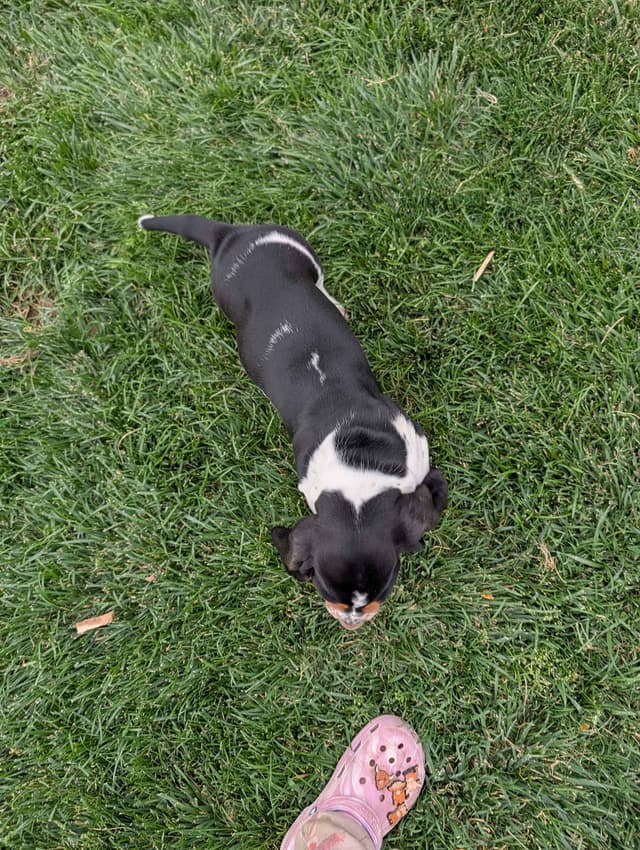Basset Hound Puppies media 4