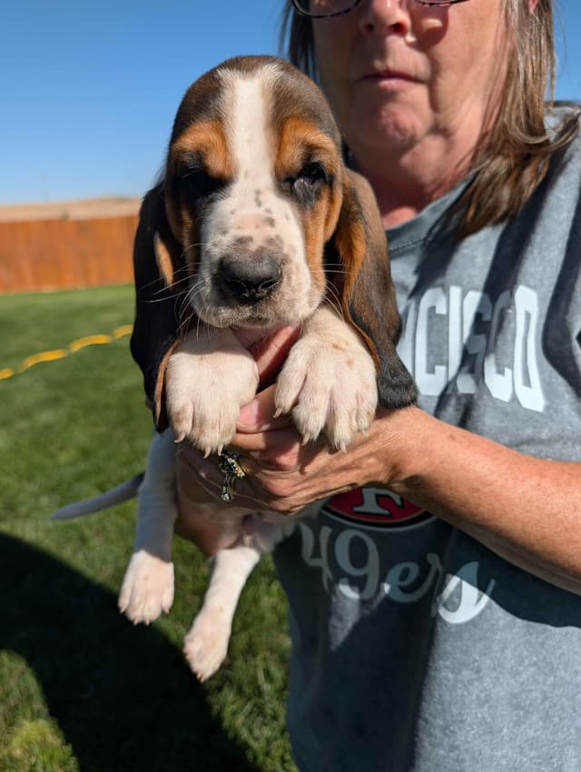 Basset Hound Puppies media 2
