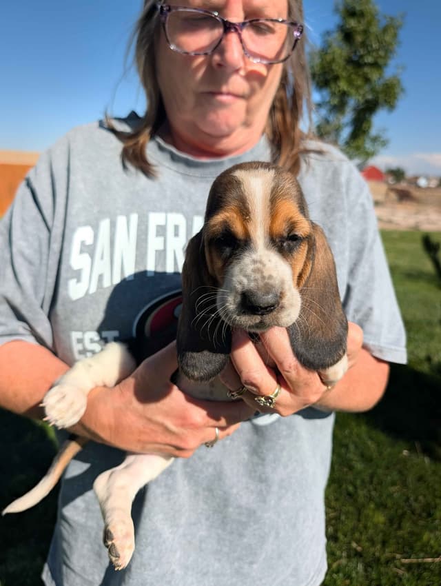 Basset Hound Puppies media 3