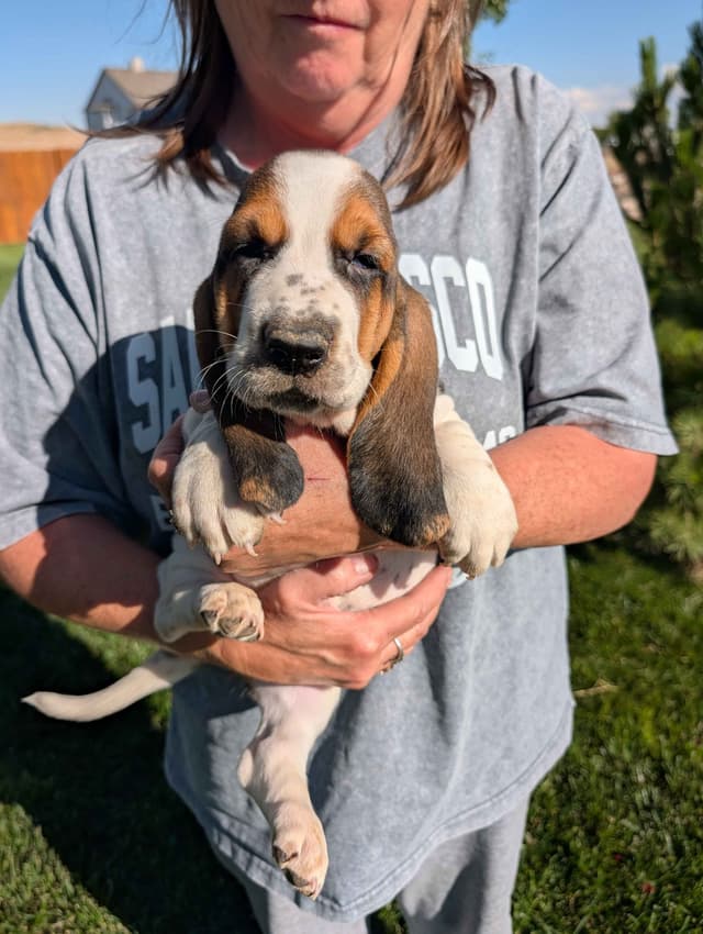 Basset Hound Puppies media 4