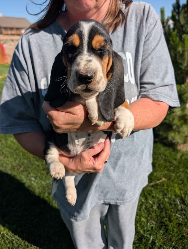 Basset Hound Puppies media 5