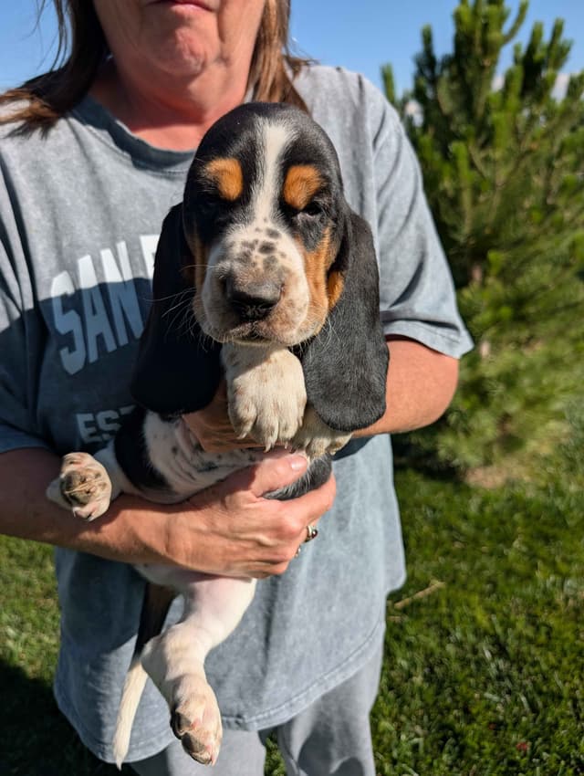 Basset Hound Puppies media 6