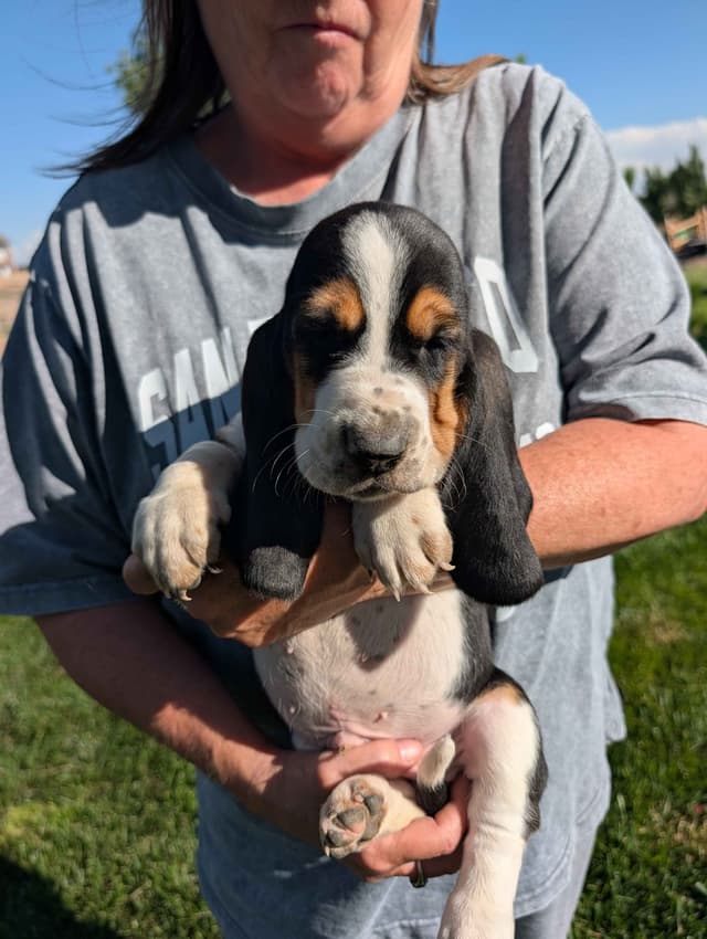 Basset Hound Puppies media 7
