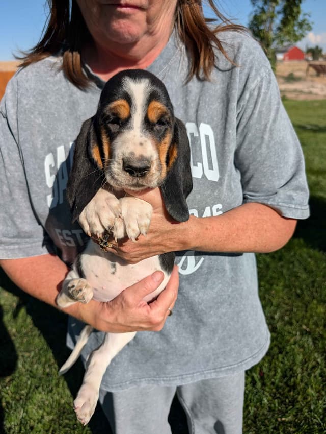 Basset Hound Puppies media 8