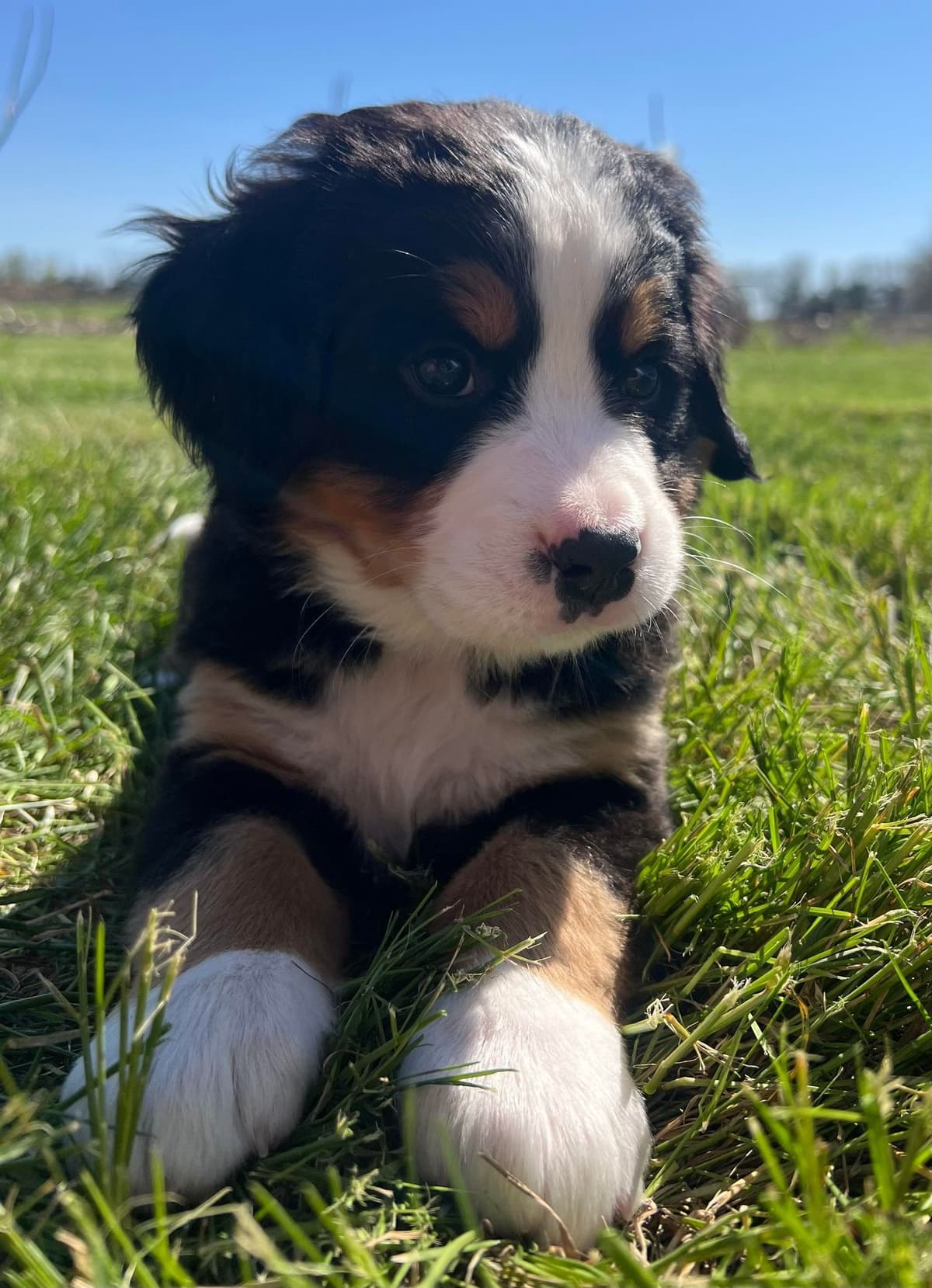 Bernese Mountain Dog Puppies breeder image 1