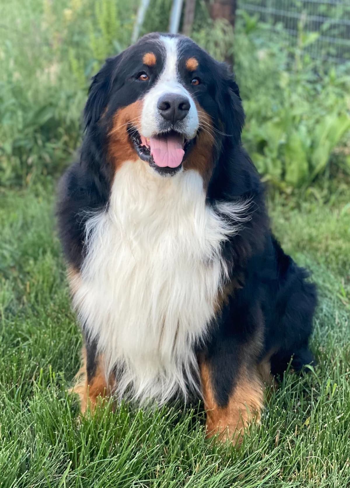 Bernese Mountain Dog Puppies breeder image 2
