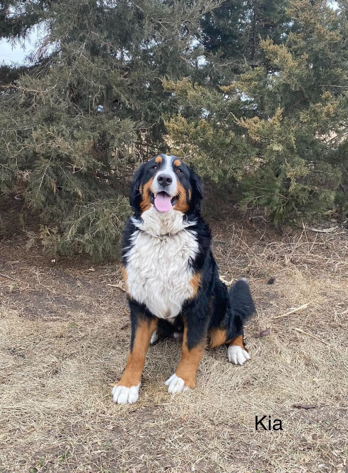 Bernese Mountain Dog Puppies breeder image 4
