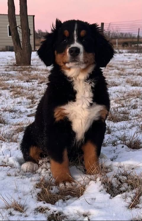 Bernese Mountain Dog Puppies breeder image 3